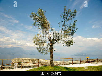 Une photographie d'un olivier à côté du Lac de Garde, Italie Banque D'Images