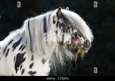 Poney Shetland Partbred Banque D'Images