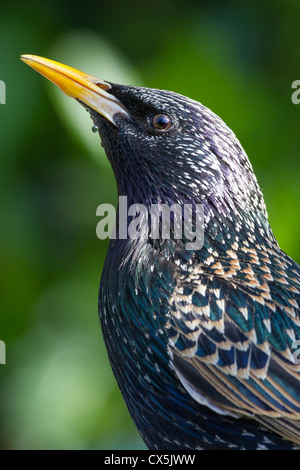 Close-up d'un étourneau sansonnet (sturnus vulgaris) dans un halo de lumière, Essex, Angleterre Banque D'Images