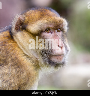 Homme barbary macaque (Macaca sylvanus) close-up (également appelé barbary ape) Banque D'Images