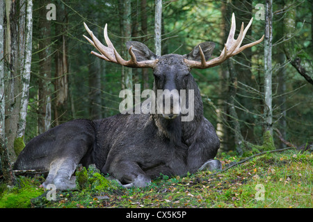 / L'orignal (Alces alces elk eurasienne) bull reposant dans la taïga en automne, Värmland, Suède Banque D'Images