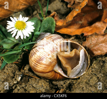 Escargot romain, les escargots, les escargots escargot, escargots (Helix pomatia) en mars, l'ouverture d'epiphragm après hibernation Banque D'Images