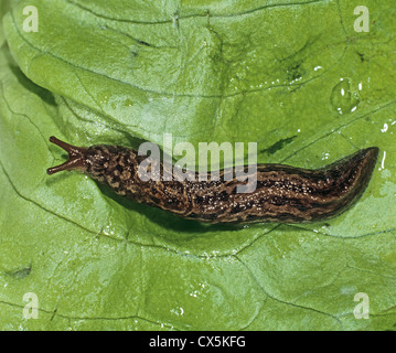 Keelback Slug (Limax tenellus) sur une feuille de laitue Banque D'Images