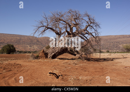 Un baobab au bord d'une ferme à Limpopo, Afrique du Sud. Le baobab est une espèce protégée dans le pays. Banque D'Images