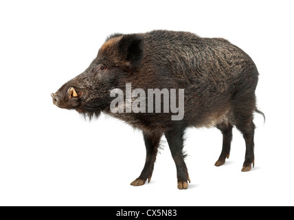 Sanglier, également connu sous le nom de cochon sauvage, Sus scrofa, 15 ans, standing against white background Banque D'Images