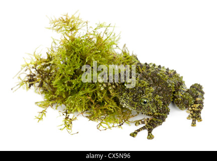 Theloderma corticale moussue, Grenouille, également connu sous le nom de grenouille moussus vietnamiens ou Tonkin Bug-eyed Grenouille, man against white background Banque D'Images