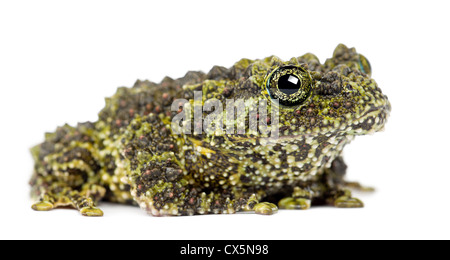 Theloderma corticale moussue, Grenouille, également connu sous le nom de grenouille moussus vietnamiens ou Tonkin Bug-eyed Grenouille, man against white background Banque D'Images