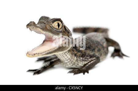 Caïman à lunettes, Caiman crocodilus, aussi connu comme le blanc ou caïman caïman commun, l'âge de 2 mois, contre fond blanc Banque D'Images