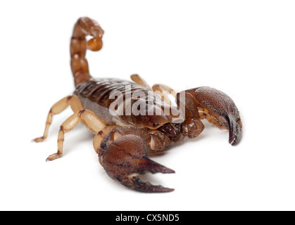 Chevêche brillant ou Yellowlegged scorpion scorpion rampante, Opistophthalmus glabrifrons, against white background Banque D'Images