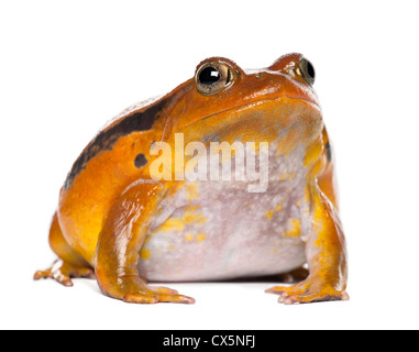 La grenouille tomate faux, Dyscophus guineti, against white background Banque D'Images