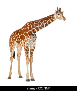 Girafe somaliennes souvent connu comme giraffe réticulée (Giraffa camelopardalis reticulata) 2 ans et demi sur fond blanc Banque D'Images