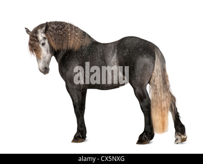 , Percheron de 5 ans, une race de chevaux de standing against white background Banque D'Images