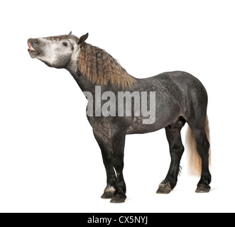 , Percheron de 5 ans, une race de chevaux de standing against white background Banque D'Images