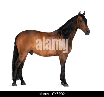 Race mixte de l'espagnol et de l'Arabian Horse, 8 ans, standing against white background Banque D'Images