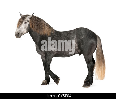 , Percheron de 5 ans, une race de chevaux de standing against white background Banque D'Images