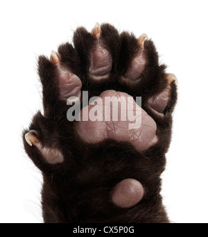 Jaguar cub, 2 mois, Panthera onca, Close up against white background Banque D'Images