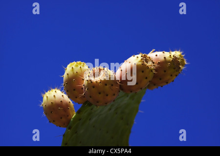 Le figuier de barbarie ou Indien fig plant plein de fruits. Banque D'Images