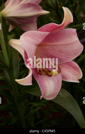 Lily rose hybride 'ciel' Longiflorum x Oriental Banque D'Images