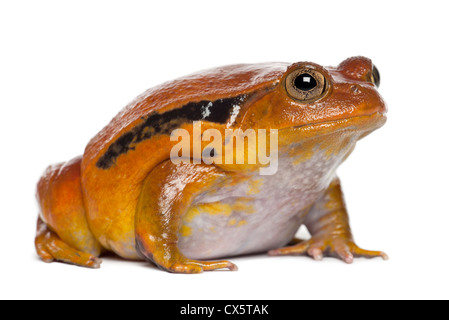 La grenouille tomate faux, Dyscophus guineti, against white background Banque D'Images