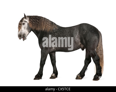 , Percheron de 5 ans, une race de chevaux de standing against white background Banque D'Images