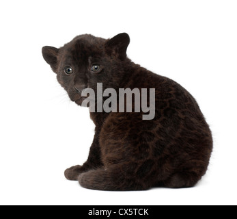 Jaguar cub, 2 mois, Panthera onca, assis à l'arrière-plan blanc Banque D'Images