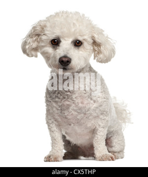 Bichon frisé, 5 ans, assis à l'arrière-plan blanc Banque D'Images