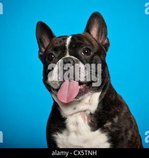 Bouledogue français,18 mois, contre fond bleu Banque D'Images