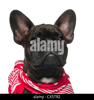 Chiot bouledogue français, 6 mois, à l'écharpe rouge contre fond blanc Banque D'Images