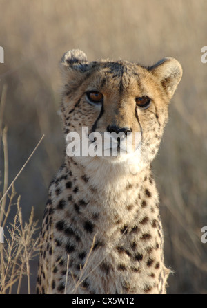 Au guépard sur l'Okonjima Africat Réserve Naturelle dans le centre de la Namibie. Banque D'Images