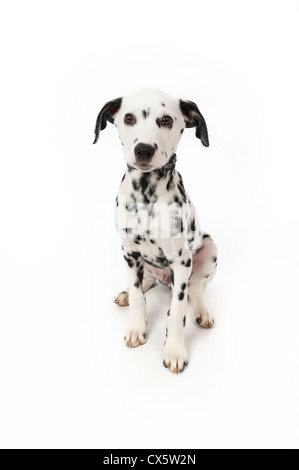 Chiot dalmatien assis, studio shot avec fond blanc Banque D'Images