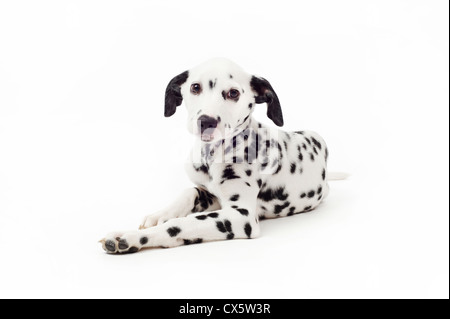 Chiot dalmatien couché, studio shot avec fond blanc Banque D'Images