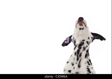 Chiot dalmatien looking up, studio shot avec fond blanc Banque D'Images