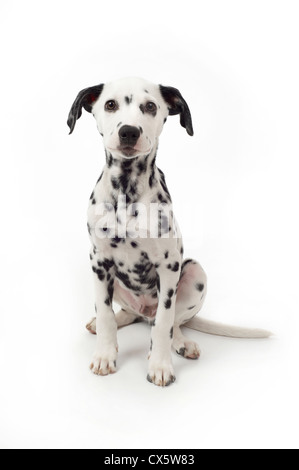 Chiot dalmatien assis, studio shot avec fond blanc Banque D'Images