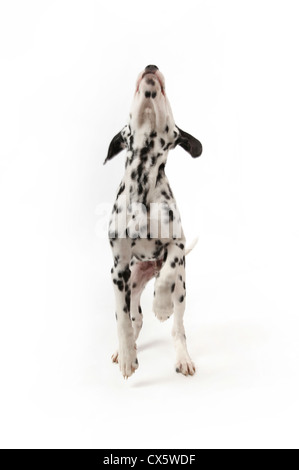 Chiot Dalmatien sur pattes, studio shot avec fond blanc Banque D'Images