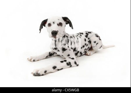 Chiot dalmatien couché, studio shot avec fond blanc Banque D'Images