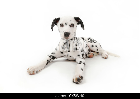 Chiot dalmatien couché, studio shot avec fond blanc Banque D'Images