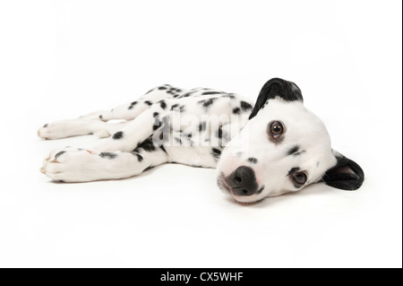 Chiot dalmatien couché dormir, studio shot avec fond blanc Banque D'Images