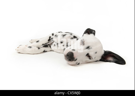 Chiot dalmatien couché dormir, studio shot avec fond blanc Banque D'Images