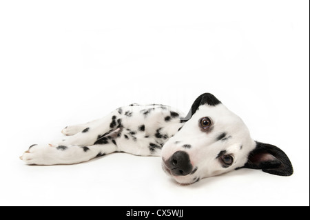 Chiot dalmatien couché dormir, studio shot avec fond blanc Banque D'Images