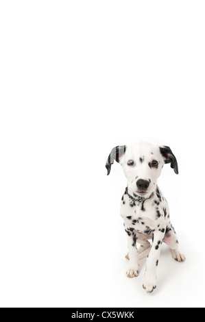 Chiot dalmatien assis, studio shot avec fond blanc Banque D'Images