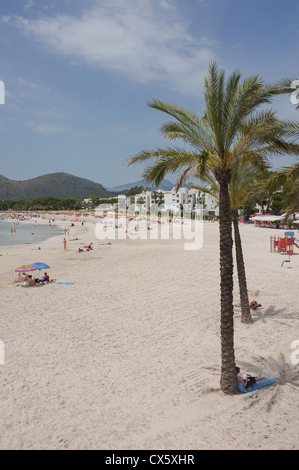 Une vue de la plage à Port d'Alcudia avec palmiers Banque D'Images