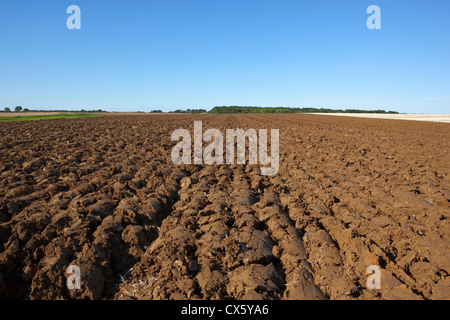 Un nouveau champ labouré à la fin de l'été au moment de la récolte dans le Yorkshire Wolds Angleterre sous un ciel bleu clair Banque D'Images