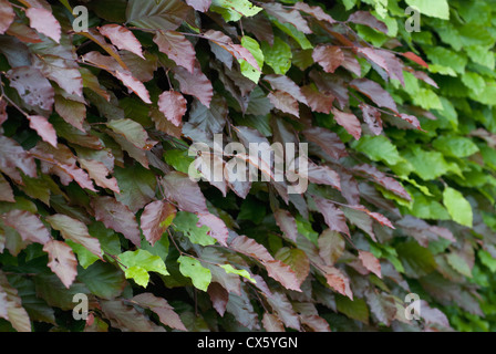 Les feuilles de couverture hêtre vert et violet Banque D'Images