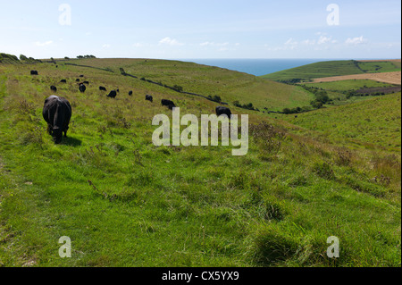 Vaches qui paissent dans les champs à proximité de Worth Matravers, Dorset, England, UK Banque D'Images