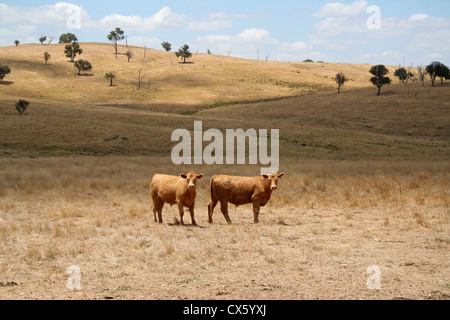 Les vaches en Nouvelle Galles du Sud, Australie Banque D'Images