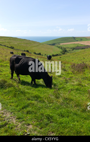 Vaches qui paissent dans les champs à proximité de Worth Matravers, Dorset, England, UK Banque D'Images