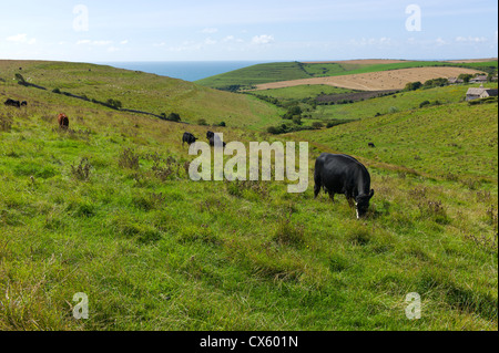 Vaches qui paissent dans les champs à proximité de Worth Matravers, Dorset, England, UK Banque D'Images