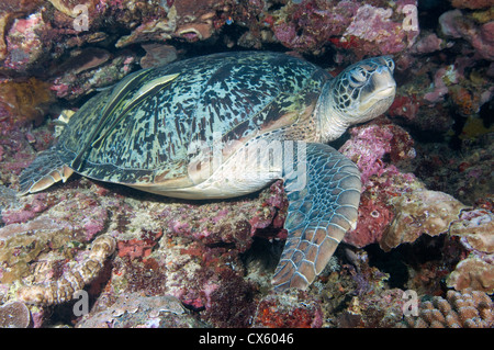 Une tortue de mer verte avec 2 remora sur le mur de Bunaken, Sulawesi du Nord. Banque D'Images