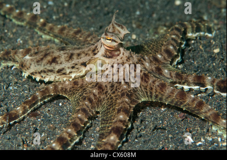 Un poulpe Mimic avec les bras étendus dans le Détroit de Lembeh, au nord de Sulawesi. Banque D'Images