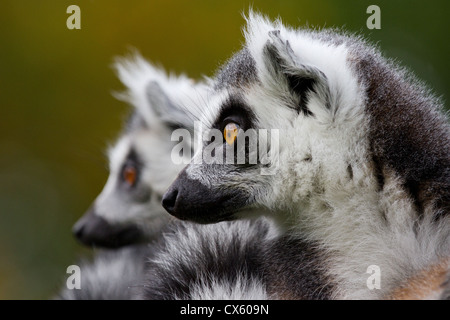 Deux lémuriens à queue anneau Banque D'Images